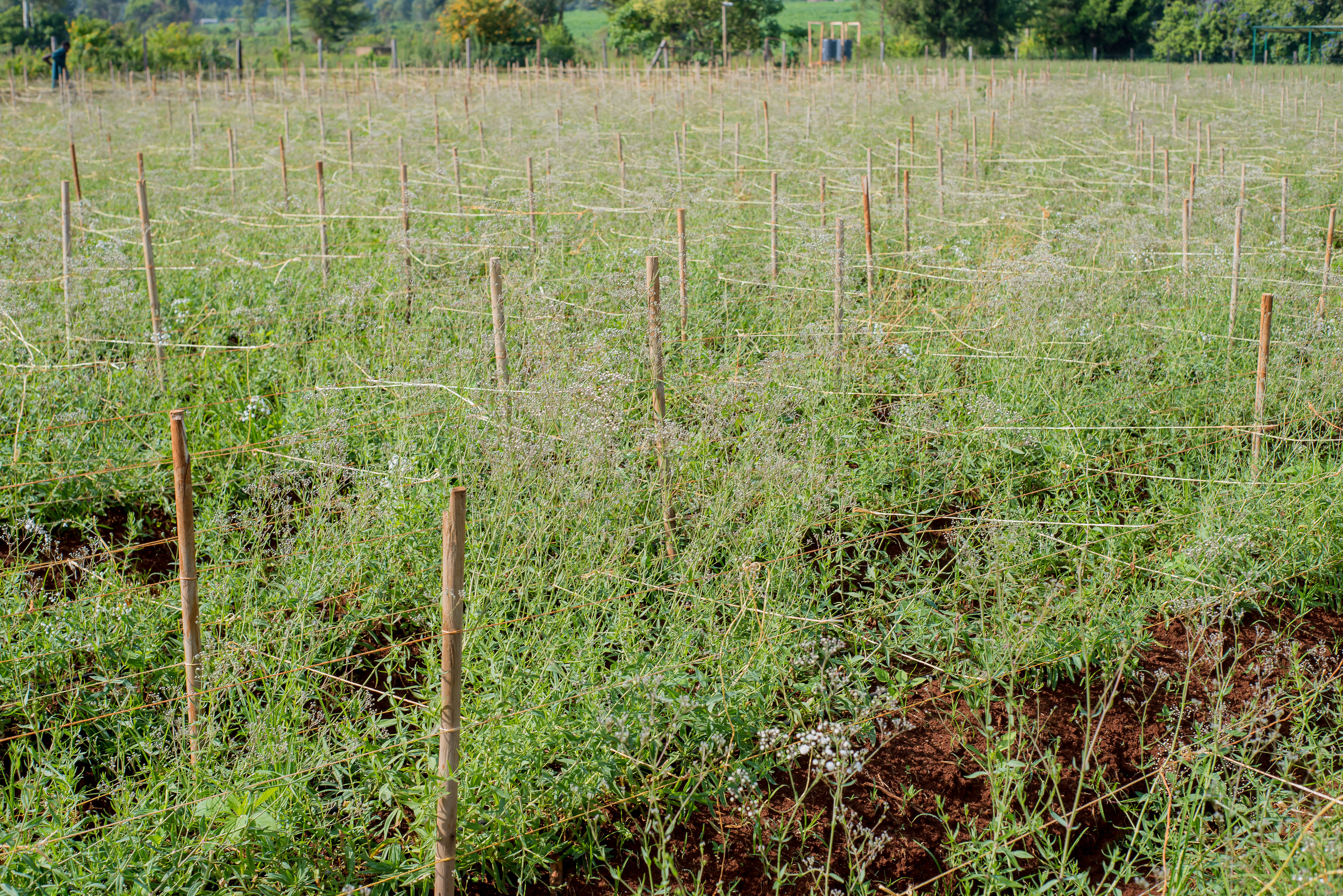 Premium White Gypsophila
