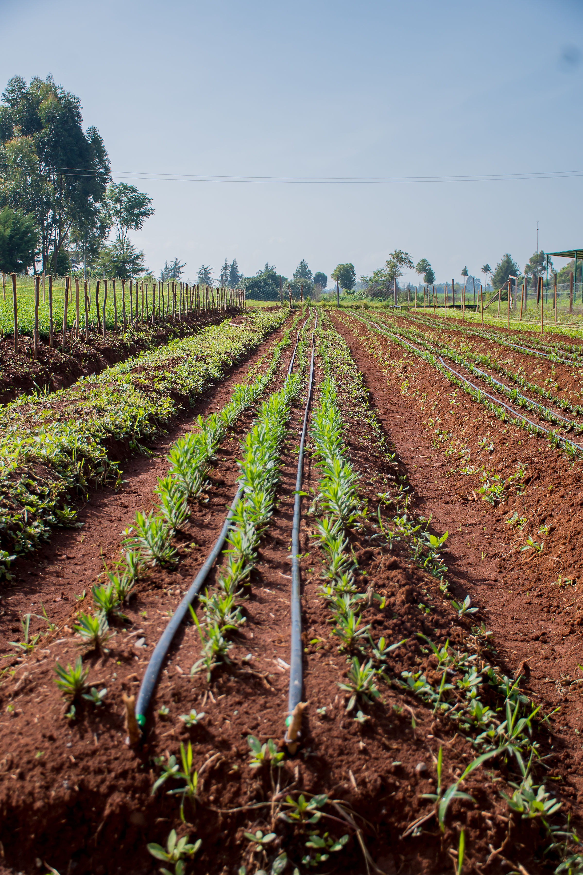 Open sky cultivation