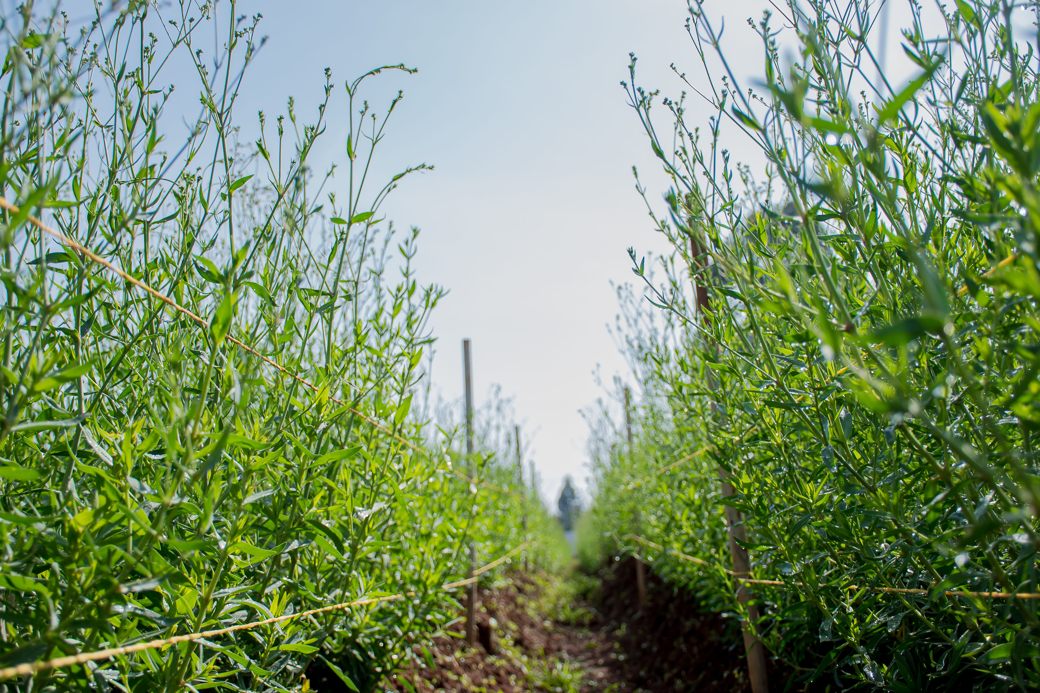 Hand-raised with care