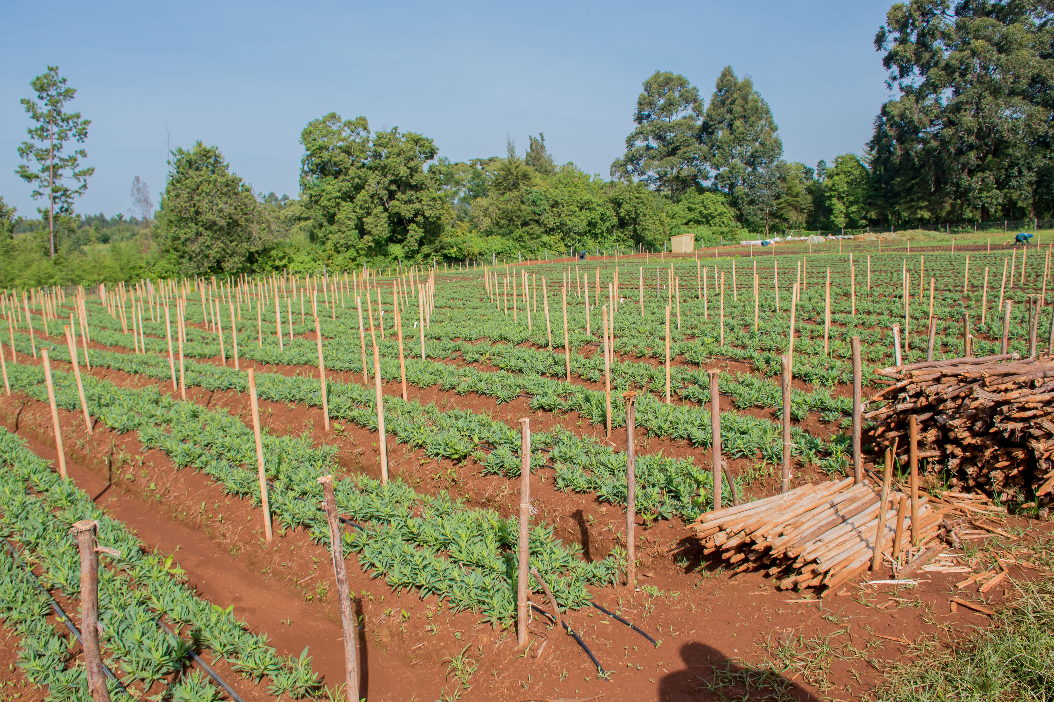 Fresh flowers from our fields