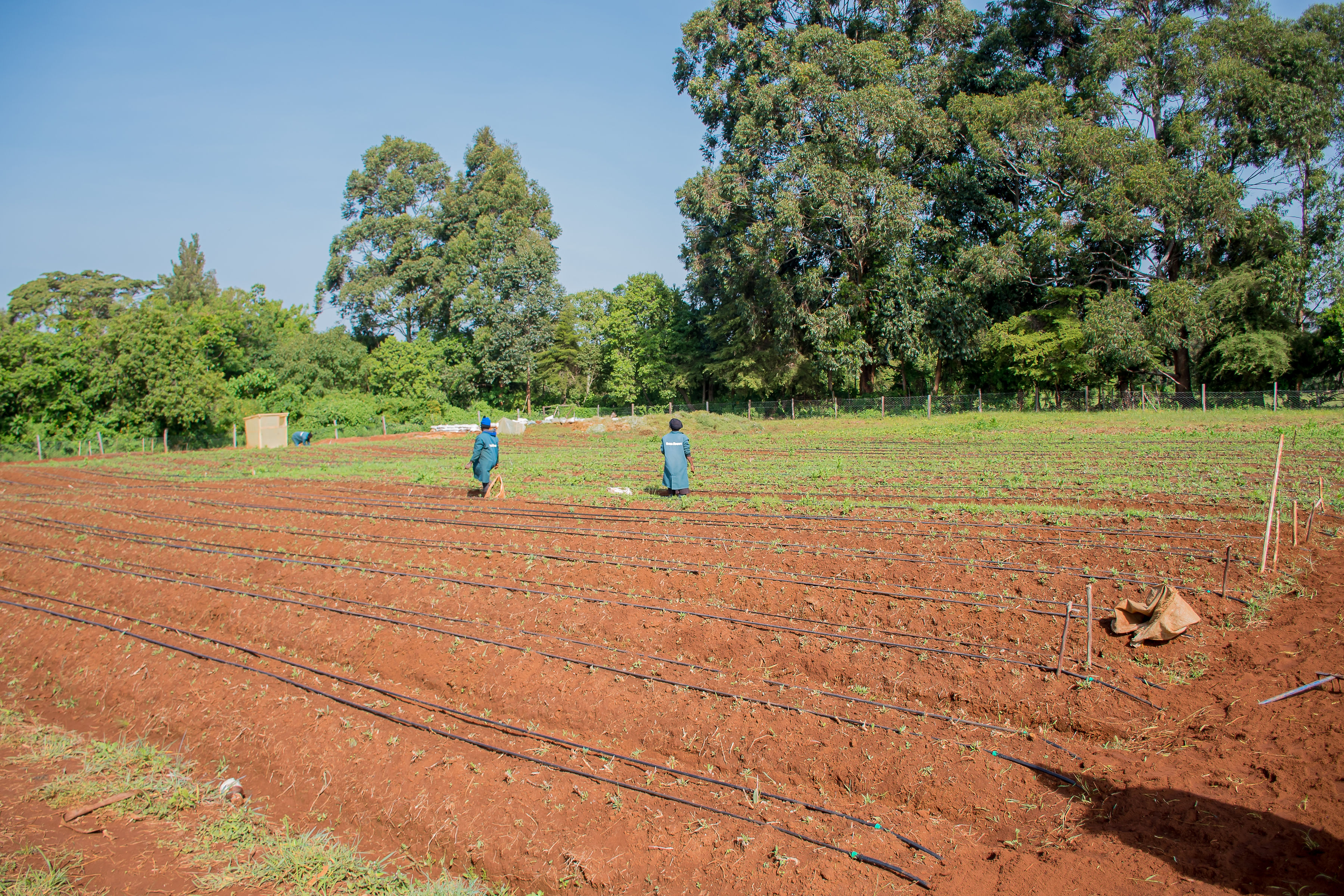 Sustainable farming practices