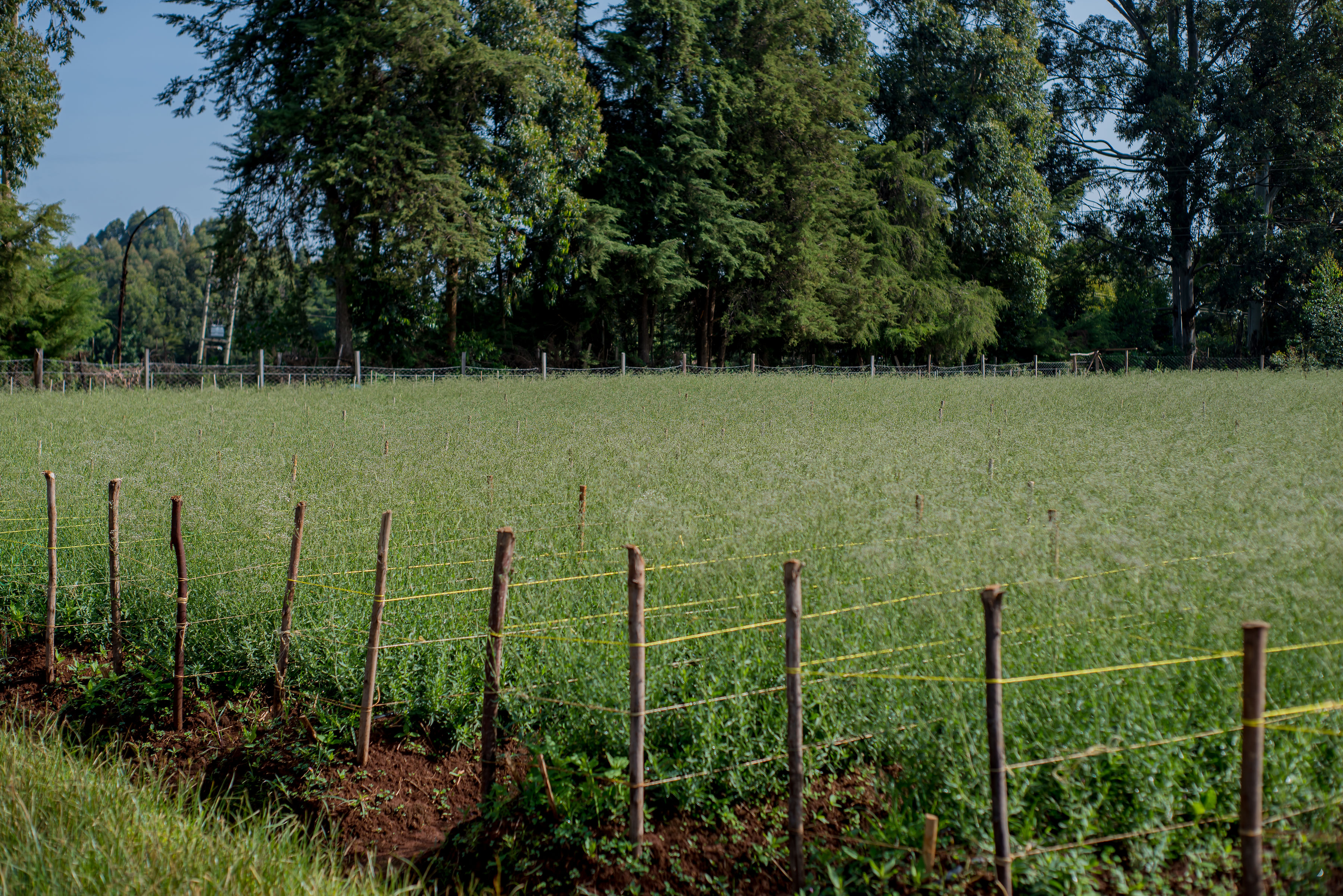 Dried gypsophila collection