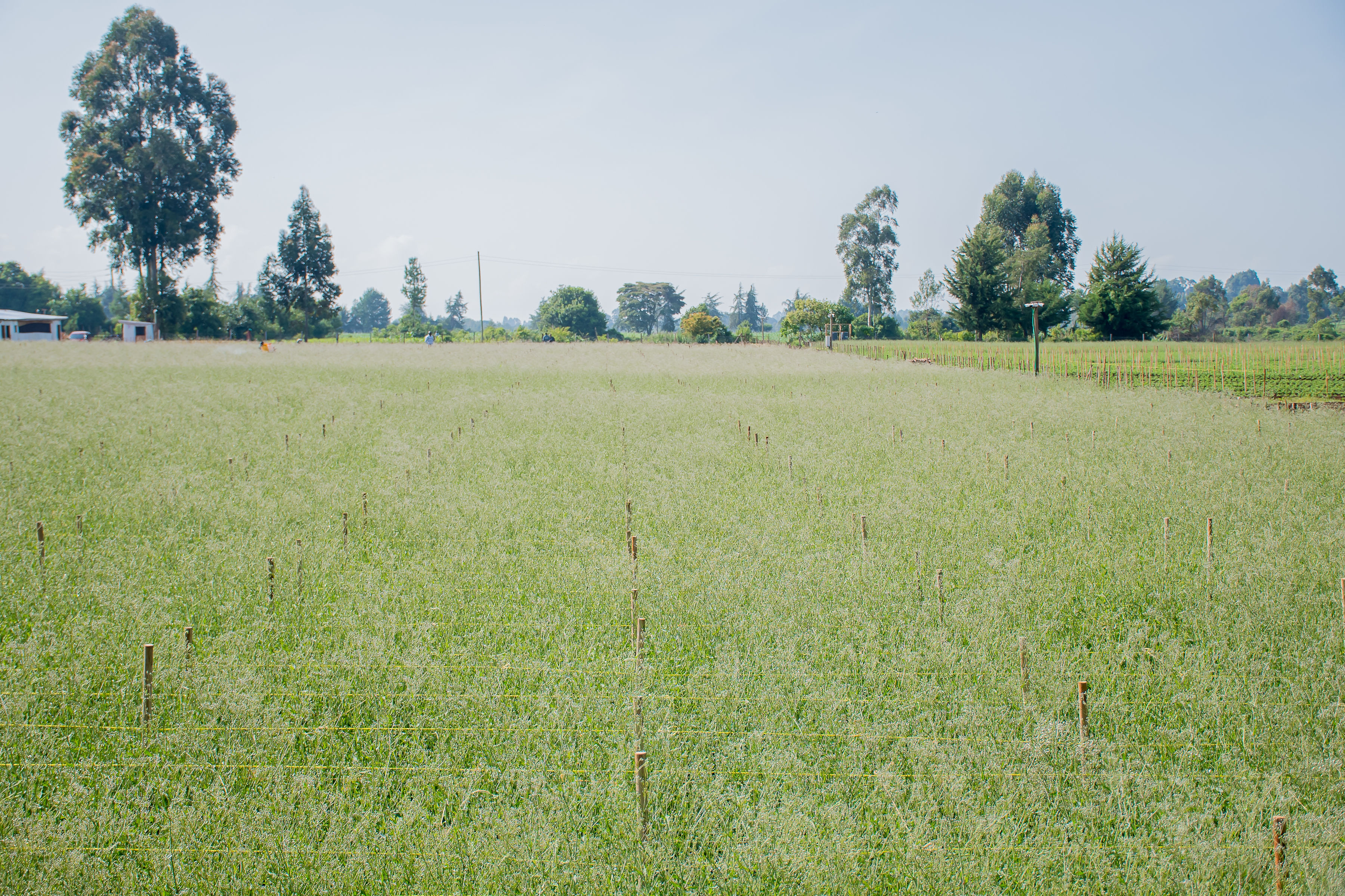 Wholesale gypsophila supply