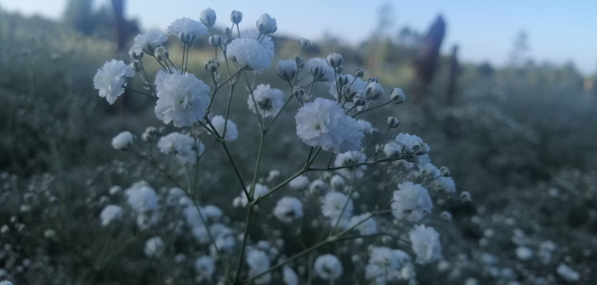 White Gypsophila